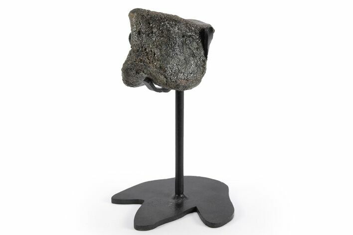 Fossil Hadrosaur Phalanx Bone w/ Metal Stand - Texas #243657